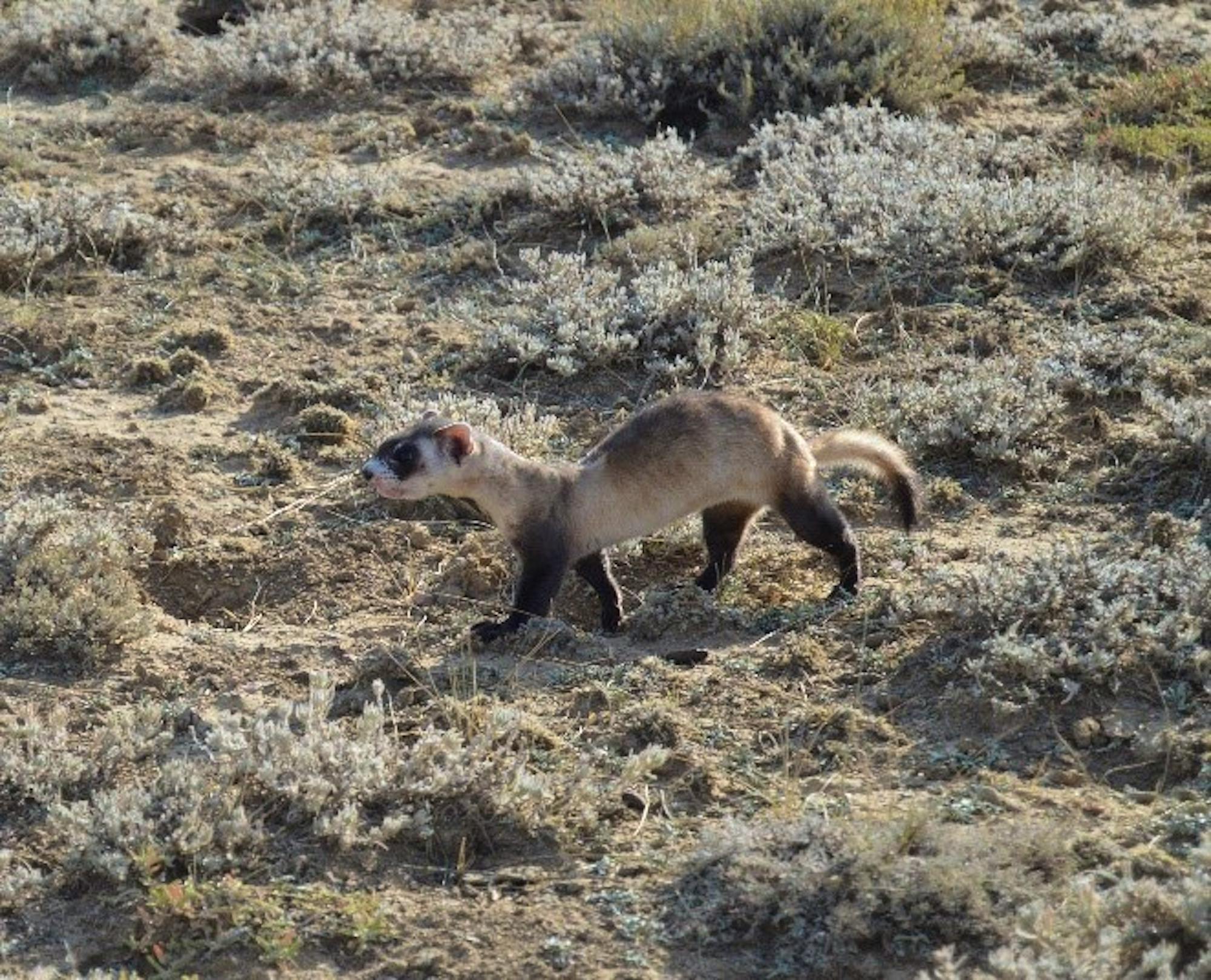 Black-footed ferret, a rare site during the day as these animals are nocturnal